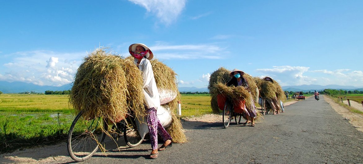 Los agricultores llevan su última cosecha de arroz en bicicleta en Huế, Vietnam.