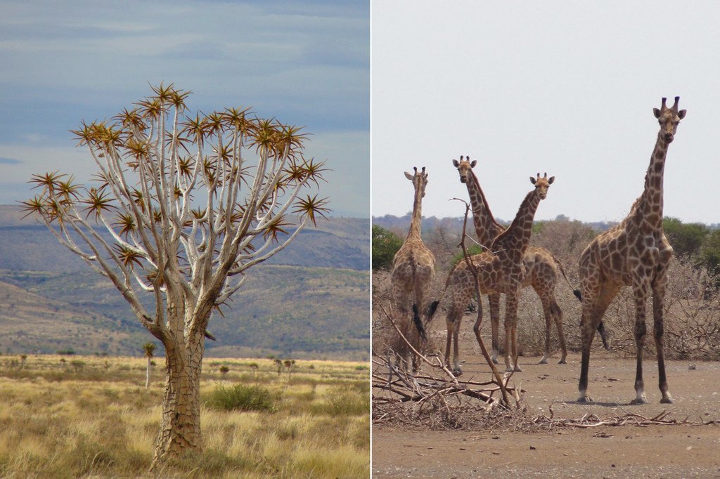 Las jirafas y muchas especies de árboles también están amenazadas por la actividad humana.