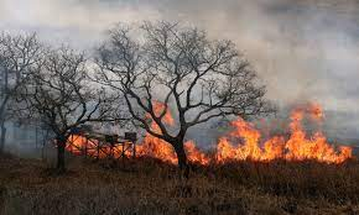 En 2020, un gran incendio en el Delta arrasó la ciudad.  300 mil hectáreas y arrasó con la fauna y la flora.