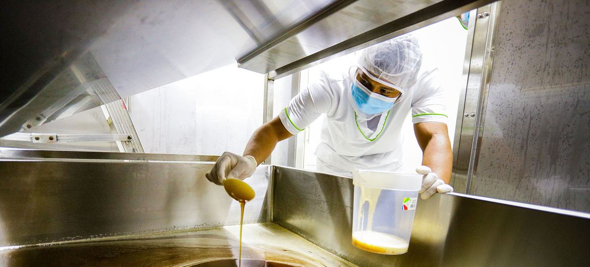 El sector apícola del Bajo Cauca, en el departamento colombiano de Antioquia, produce actualmente unas 350 toneladas de miel, de las cuales aproximadamente el 60% es producido por este proyecto liderado por la FAO.