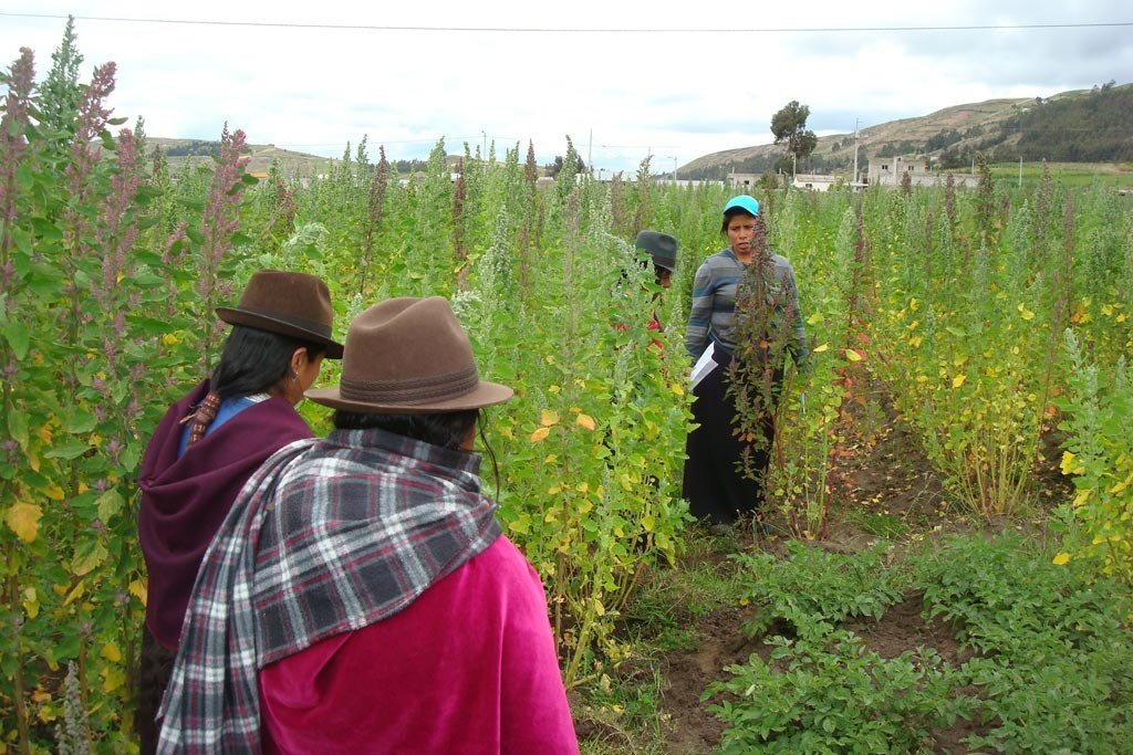 Un grupo de agricultores cultiva quinua en la región andina de América Latina.