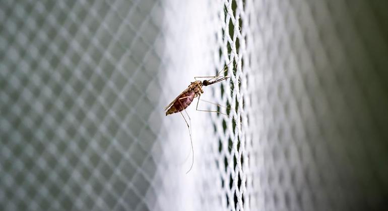 Un mosquito Anopheles, la causa de la transmisión de la malaria, posado en un mosquitero.
