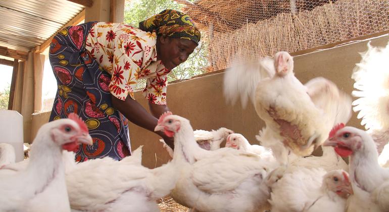 Las aves de corral son un activo económico y nutricional generalizado en las zonas rurales de África y, a menudo, son administradas por mujeres.