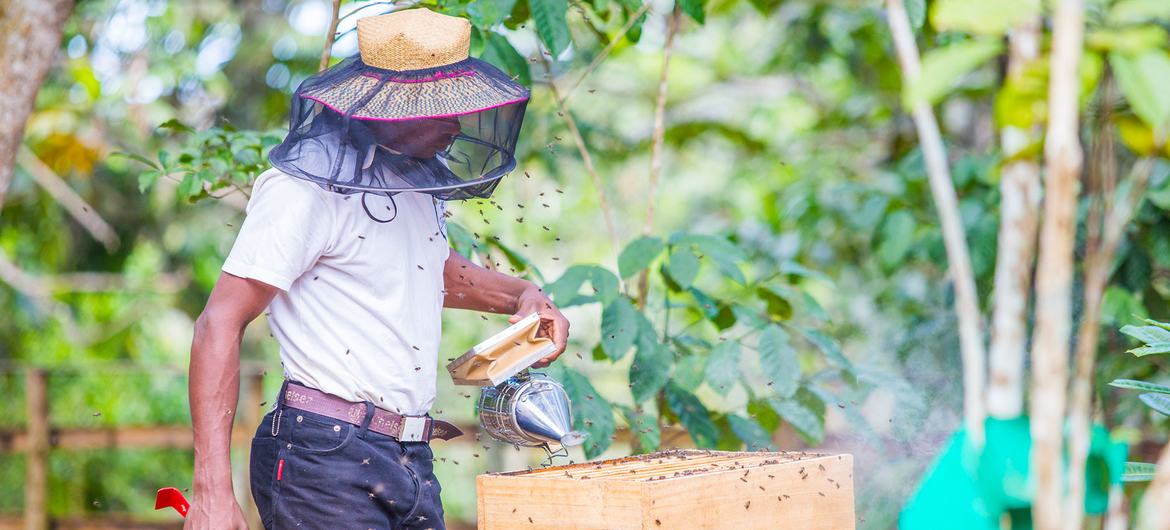Un apicultor de Madagascar cuida su colmena utilizando técnicas aprendidas en la capacitación sobre adaptación climática.