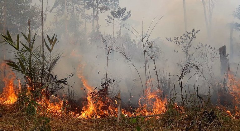 Un incendio en la selva amazónica de Brasil