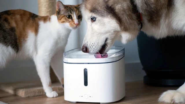 Cómo ahorrar dinero en el cuidado de mascotas con estas nuevas tecnologías